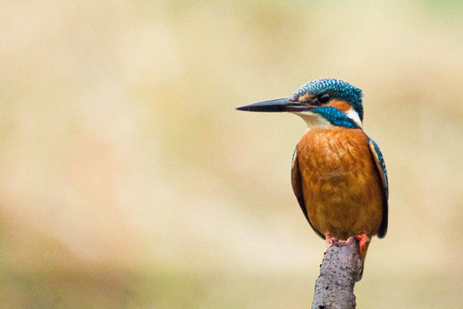 Eisvogel