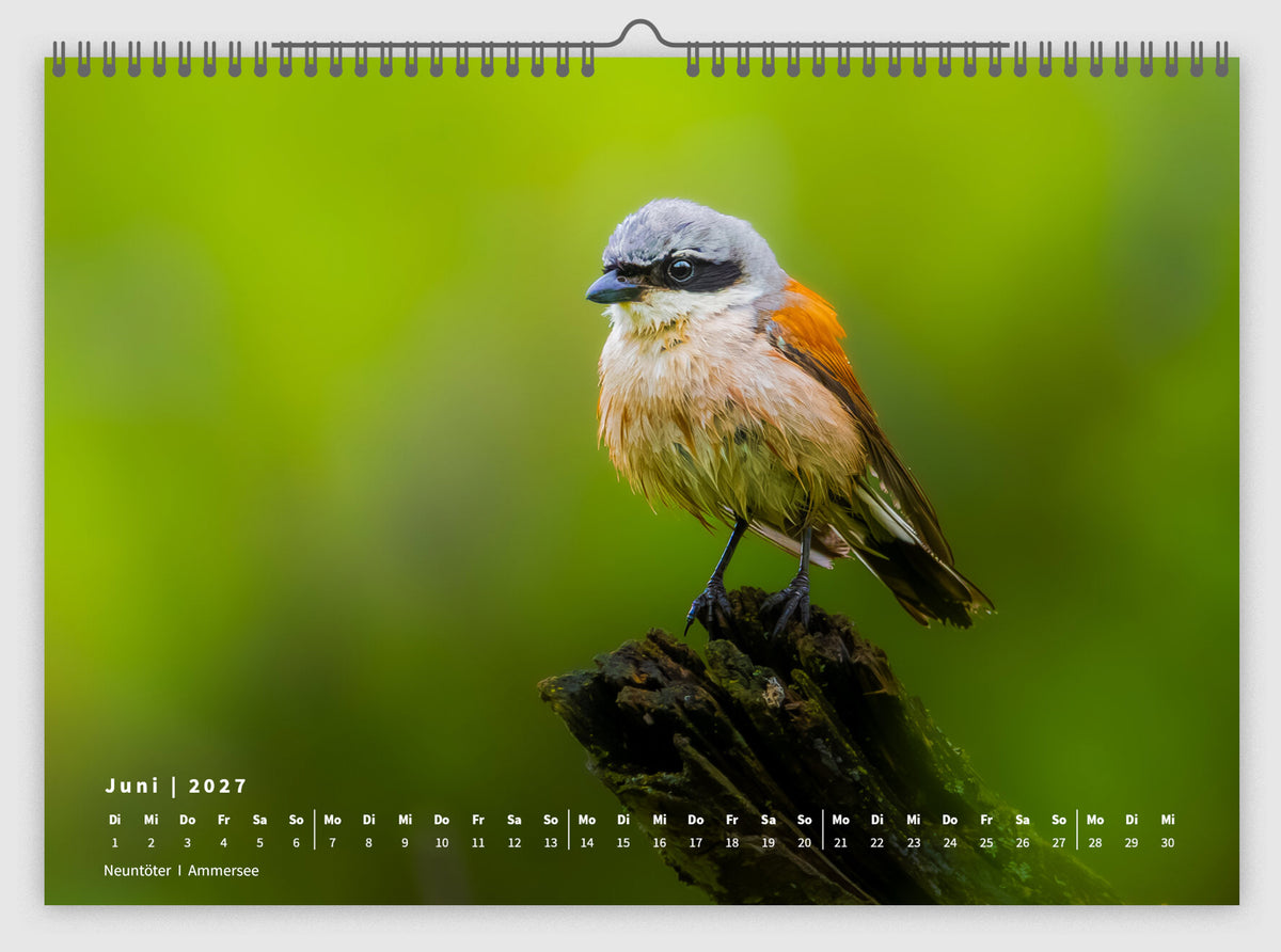 Fotokalender „Unsere Vögel 2027“