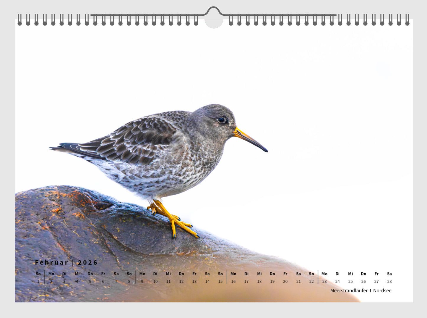 Fotokalender „Unsere Vögel 2026“ *NEU*