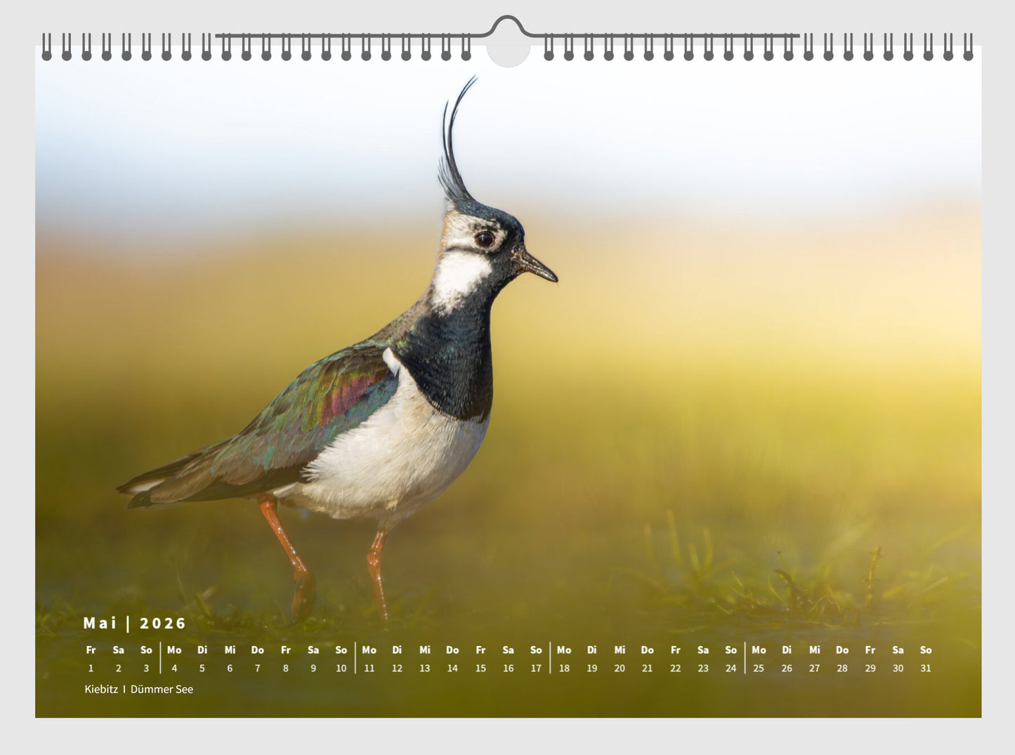 Fotokalender „Unsere Vögel 2026“ *NEU*