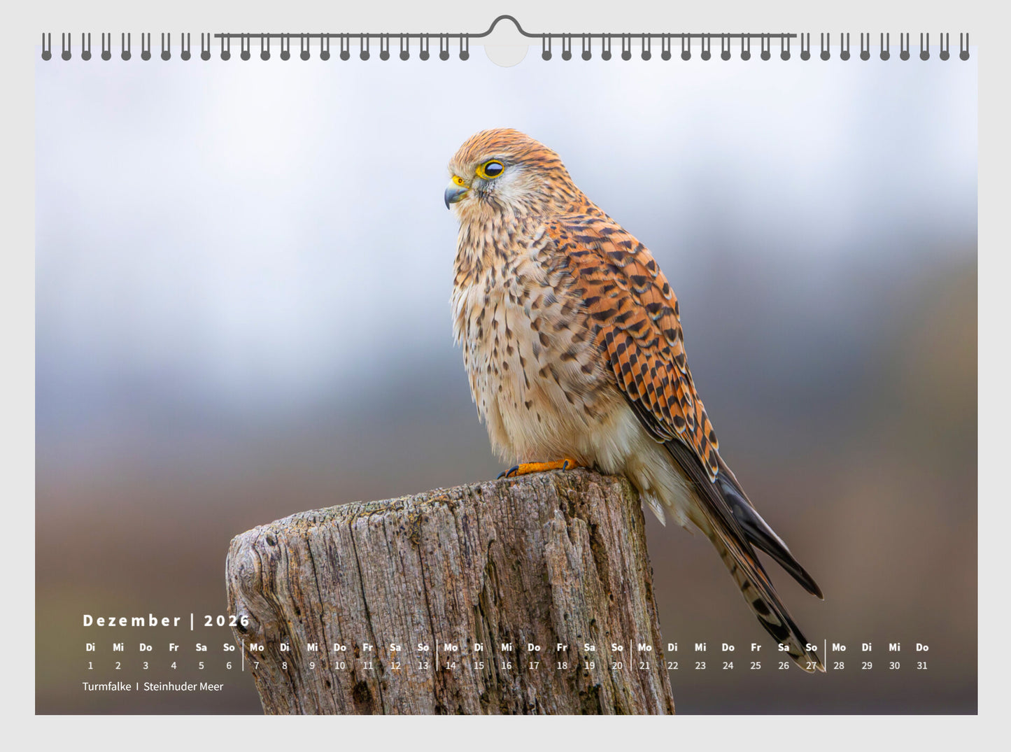 Fotokalender „Unsere Vögel 2026“ *NEU*